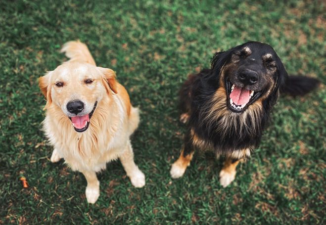 Expect outstanding pet services from Sage Veterinary Centers and Peninsula Pet Hospital. PHOTO HELENA LOPES/PEXELS